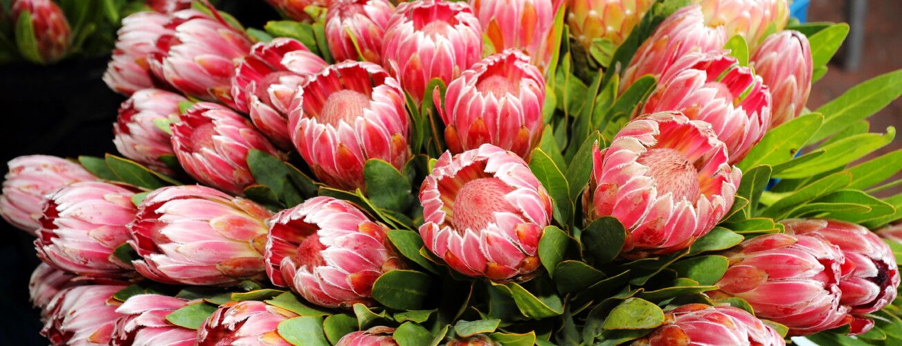 Strauß rosa Protea-Blüten