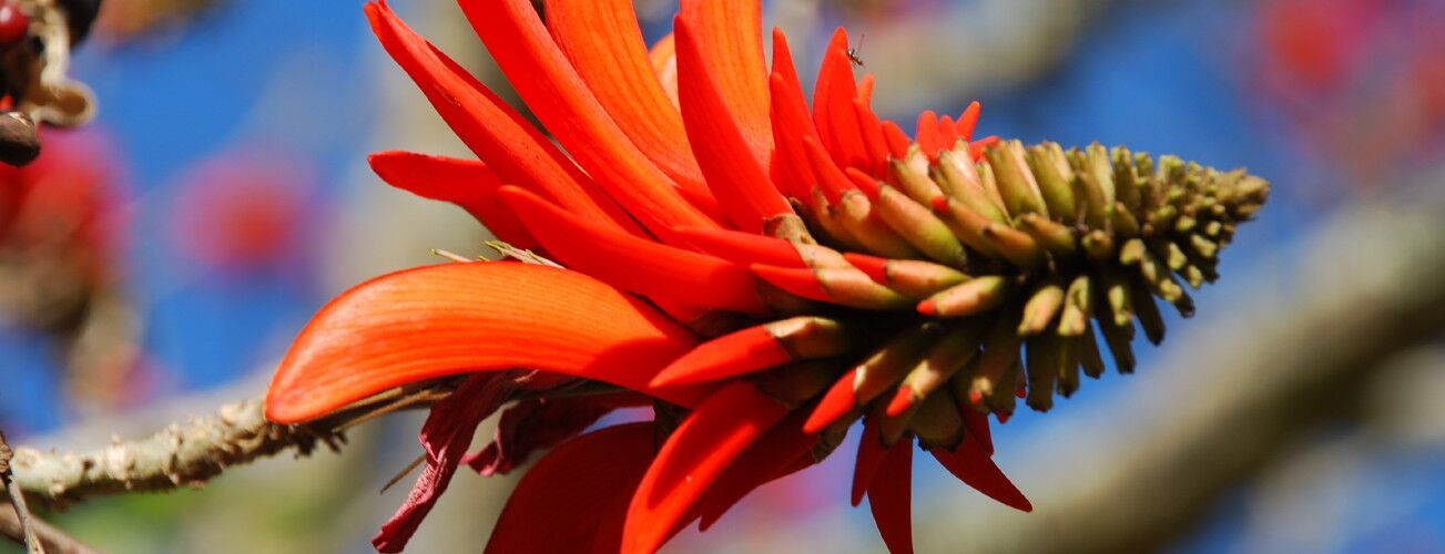 Leuchtend rote Blüte an einem Ast