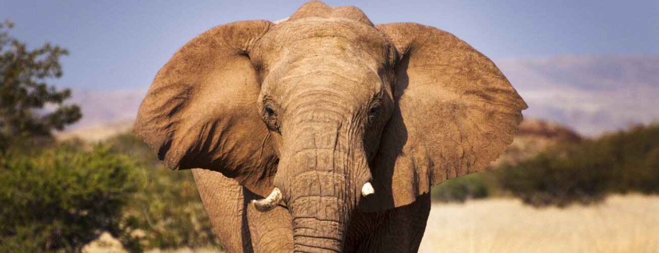 Afrikanischer Elefant mit großen Ohren, frontal