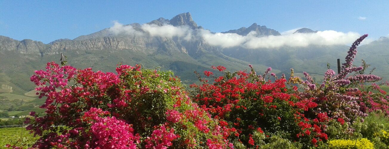 Rosa und rot blühende Büsche vor einer Bergkette mit Wolken