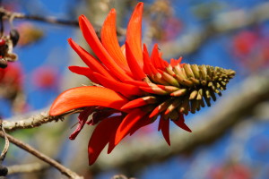 BAUMBLÜTE WESTERN CAPE SOUTH AFRICA